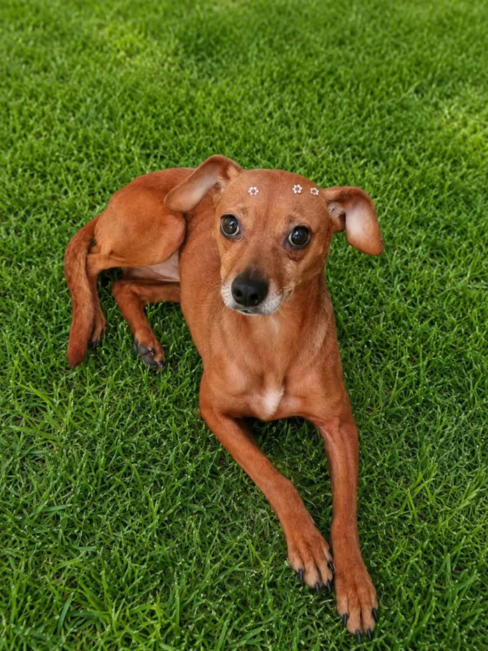 Cachorro raça SRD-ViraLata idade 3 anos nome Laranjinha