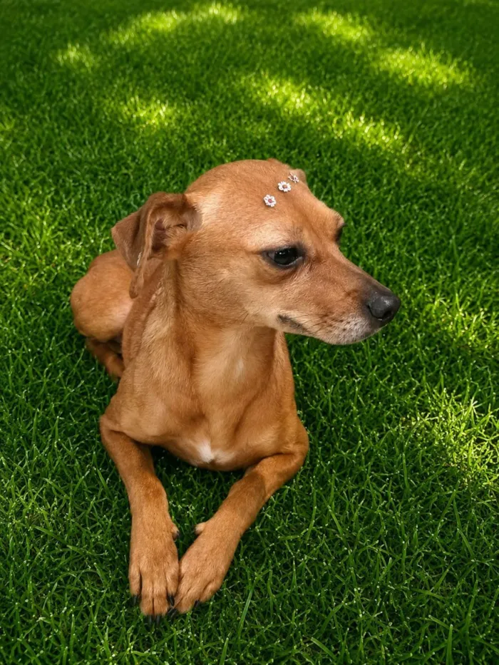 Cachorro raça SRD-ViraLata idade 3 anos nome Laranjinha