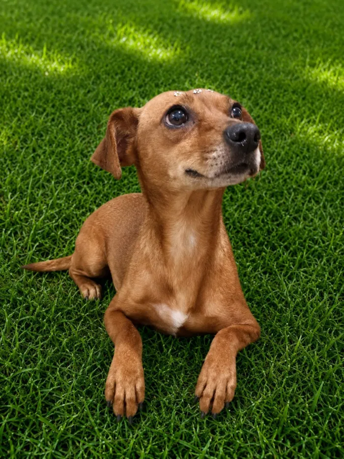Cachorro raça SRD-ViraLata idade 3 anos nome Laranjinha