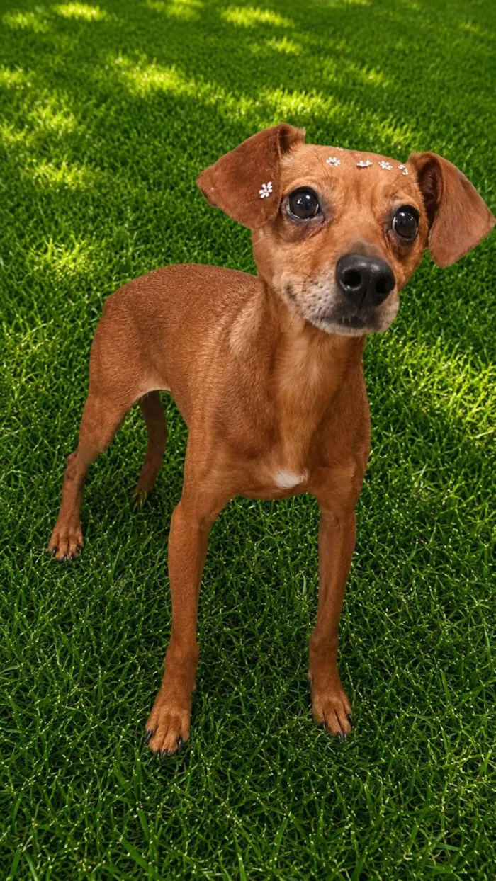 Cachorro raça SRD-ViraLata idade 3 anos nome Laranjinha