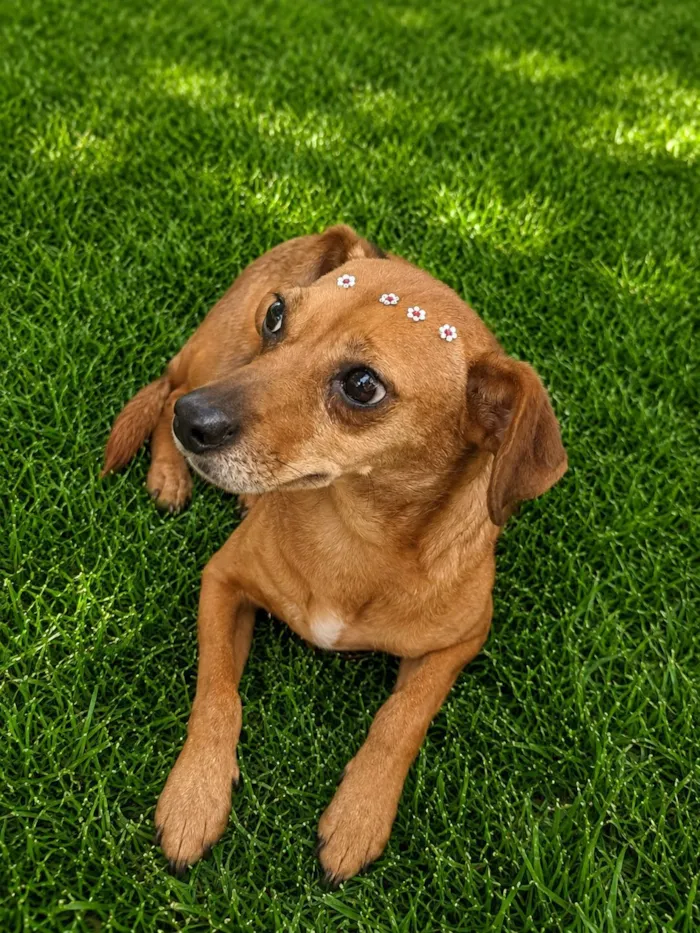 Cachorro raça SRD-ViraLata idade 3 anos nome Laranjinha