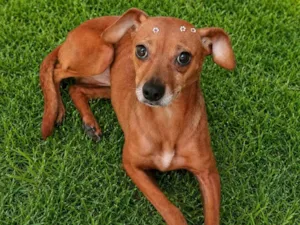 Cachorro raça SRD-ViraLata idade 3 anos nome Laranjinha