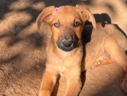 Cachorro raça SRD-ViraLata idade 2 a 6 meses nome Filhotes