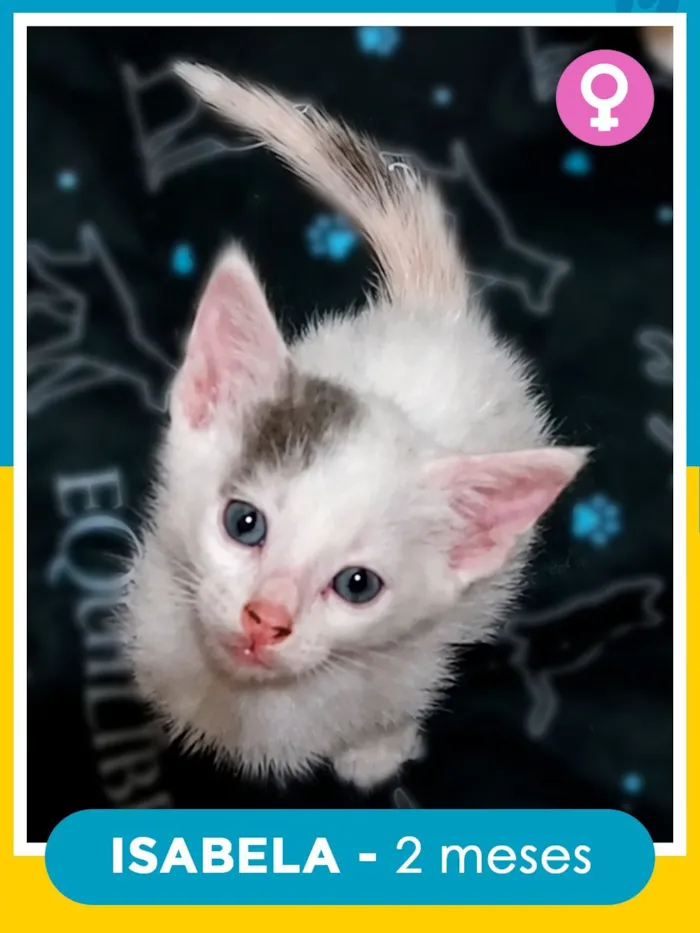 Gato raça SRD-ViraLata idade 2 a 6 meses nome Isabela
