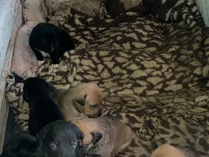 Cachorro raça SRD-ViraLata idade Abaixo de 2 meses nome Não tem nome