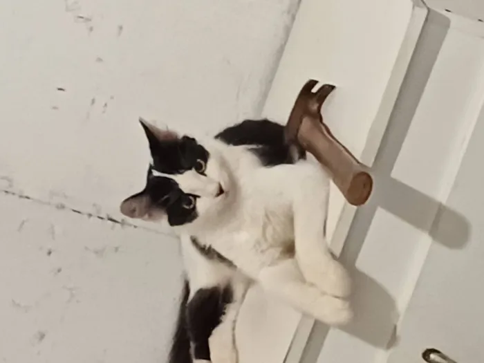 Gato raça SRD-ViraLata idade 2 anos nome EMY