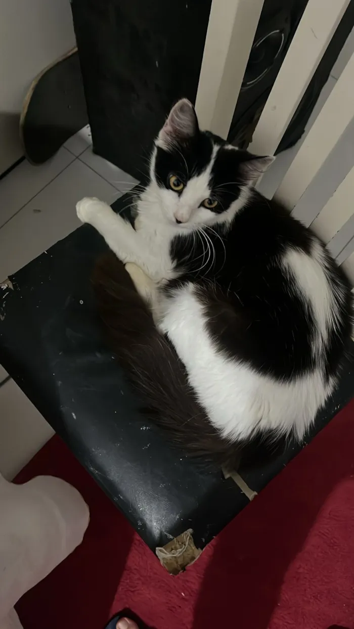 Gato raça SRD-ViraLata idade 2 anos nome EMY