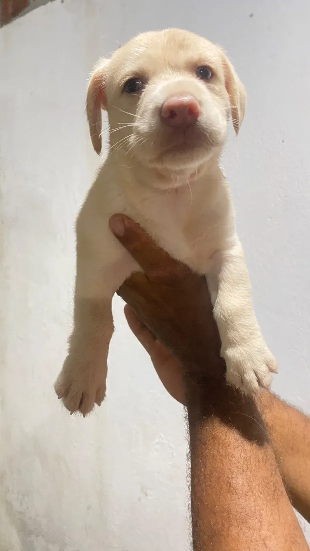 Cachorro raça SRD-ViraLata idade Abaixo de 2 meses nome Zoe 