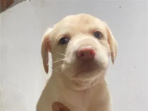 Cachorro raça SRD-ViraLata idade Abaixo de 2 meses nome Zoe 