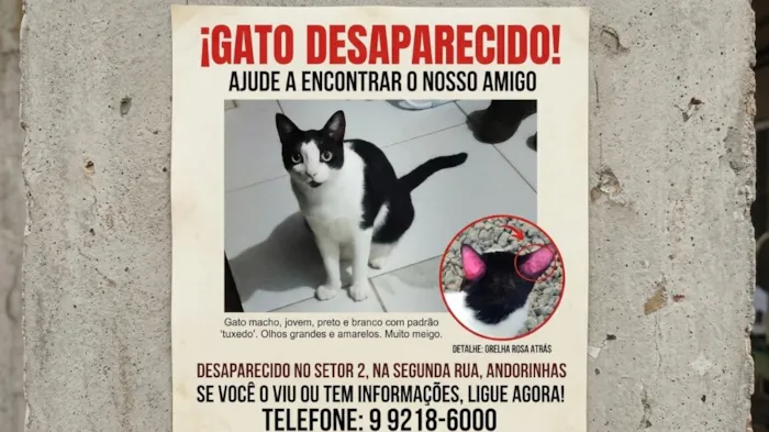 Gato raça SRD-ViraLata idade 2 anos nome Nick