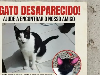 Gato raça SRD-ViraLata idade 2 anos nome Nick