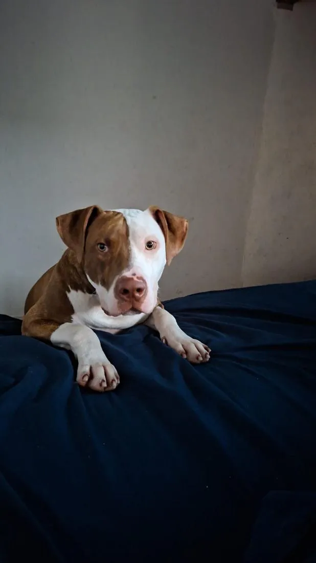 Cachorro raça Pit-Bull idade 1 ano nome apolo 