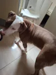 apolo 