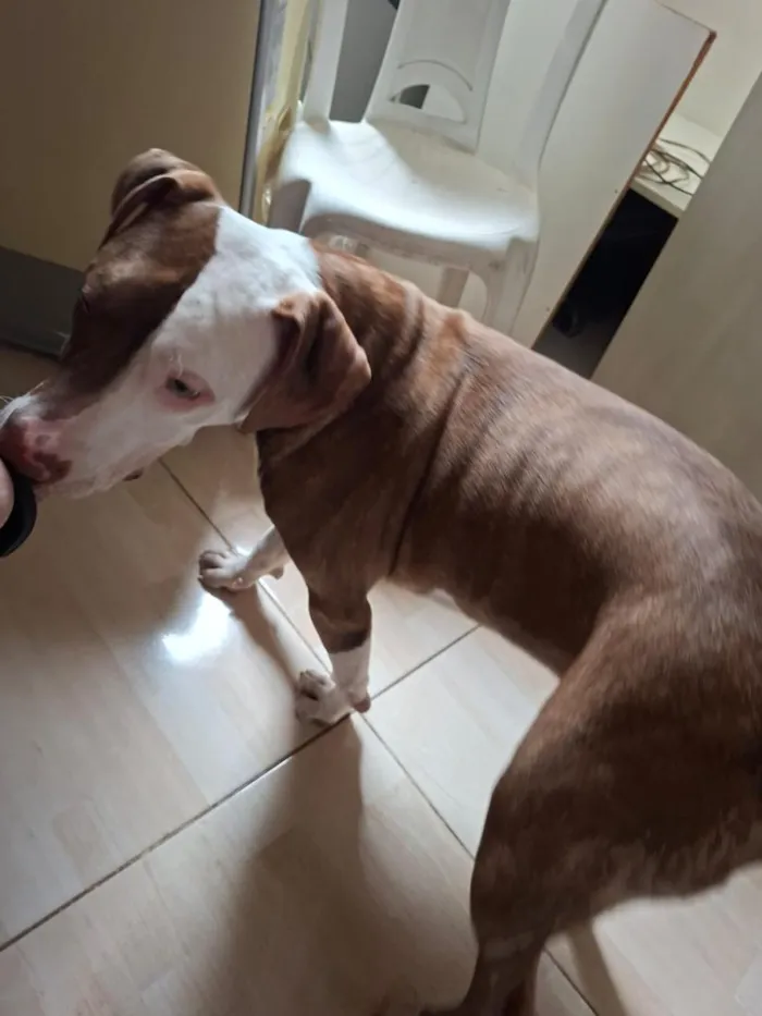 Cachorro raça Pit-Bull idade 1 ano nome apolo 