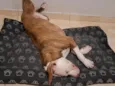 apolo 