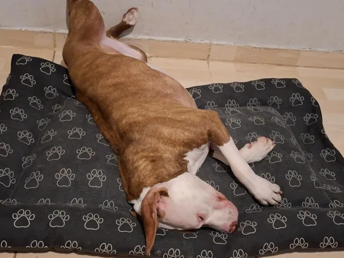 Cachorro raça Pit-Bull idade 1 ano nome apolo 