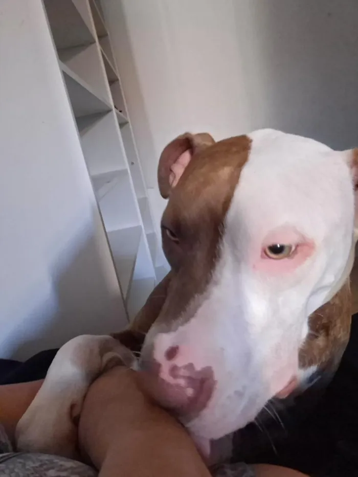 Cachorro raça Pit-Bull idade 1 ano nome apolo 