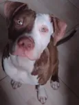 apolo 