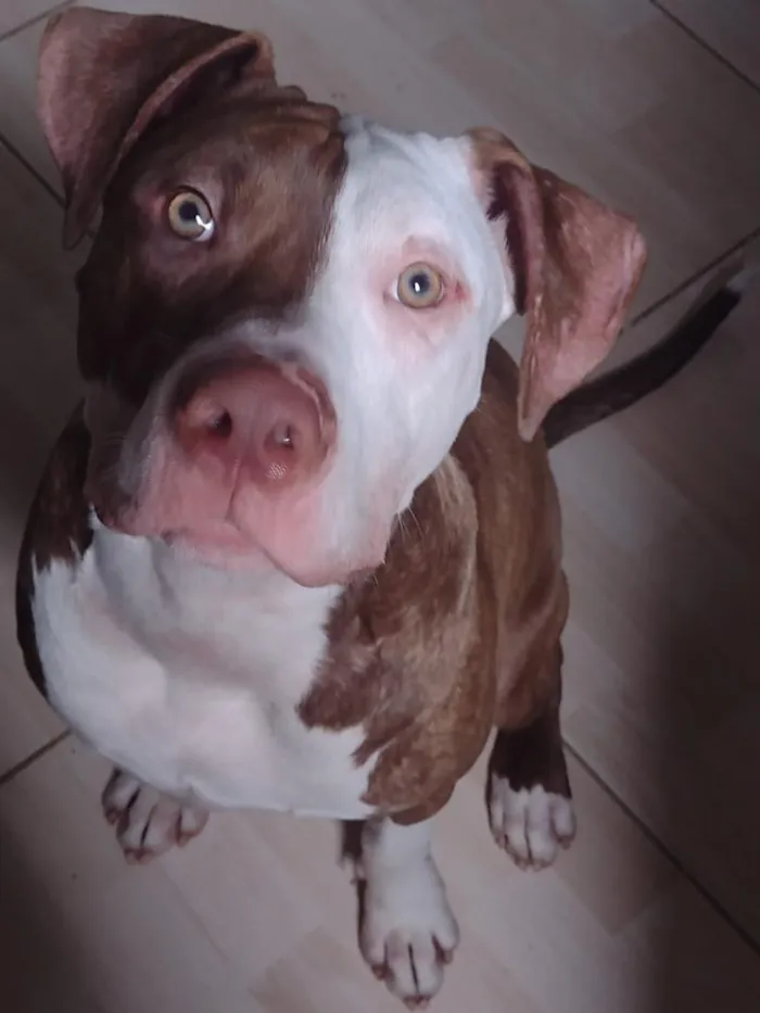 Cachorro raça Pit-Bull idade 1 ano nome apolo 