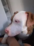 apolo 