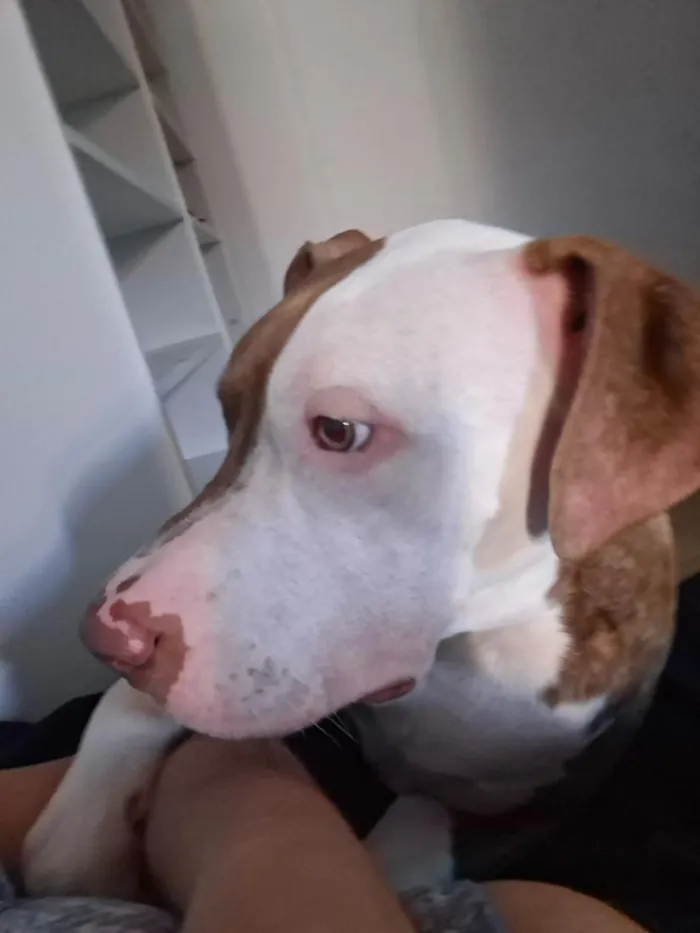Cachorro raça Pit-Bull idade 1 ano nome apolo 