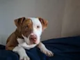 apolo 