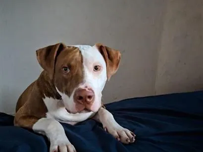 Cachorro raça Pit-Bull idade 1 ano nome apolo 