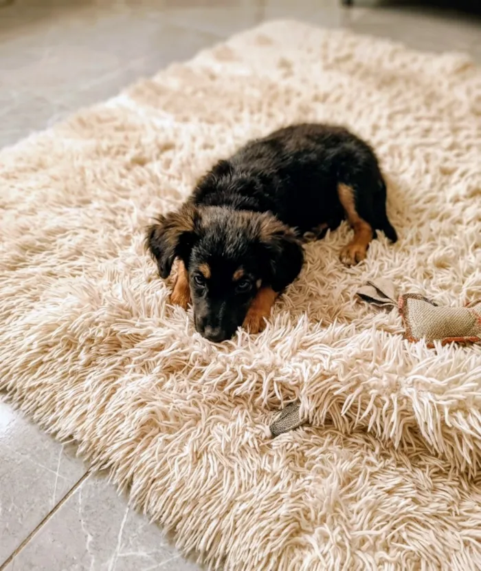 Cachorro raça SRD-ViraLata idade 2 a 6 meses nome Risoleta