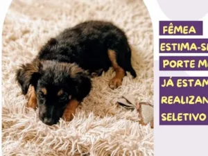 Cachorro raça SRD-ViraLata idade 2 a 6 meses nome Risoleta