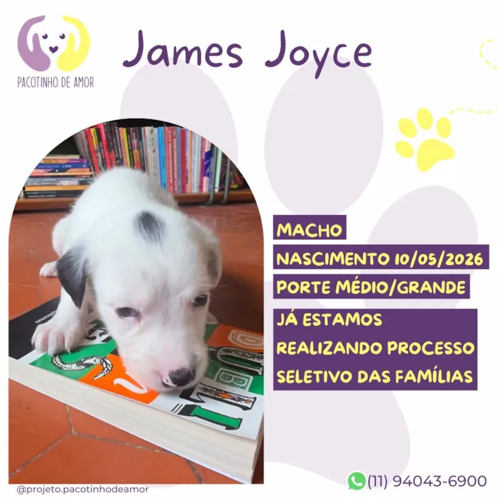 Cachorro raça SRD-ViraLata idade Abaixo de 2 meses nome James Joyce