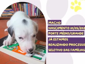 Cachorro raça SRD-ViraLata idade Abaixo de 2 meses nome James Joyce