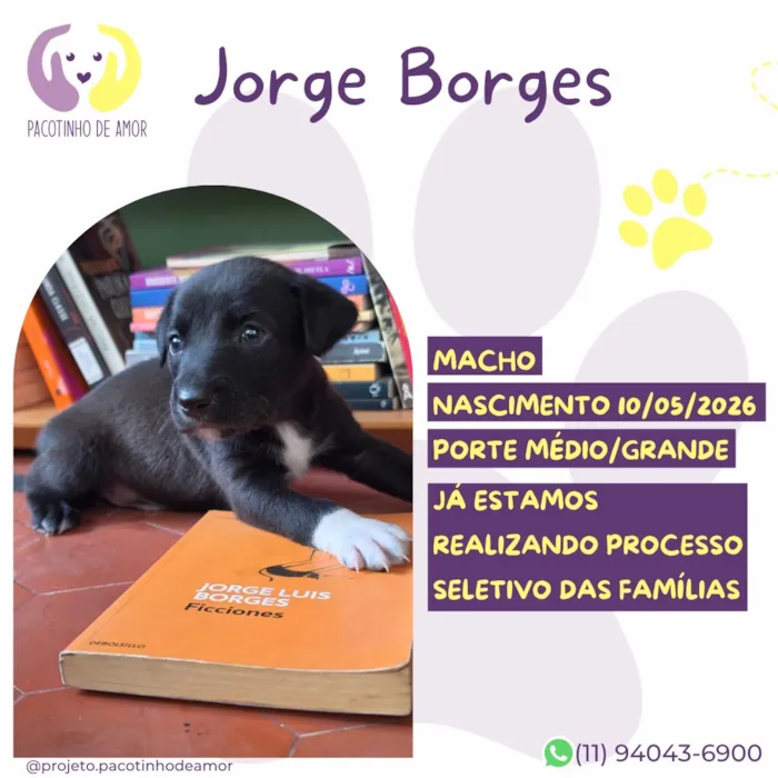Cachorro raça SRD-ViraLata idade 2 a 6 meses nome Jorge Borges
