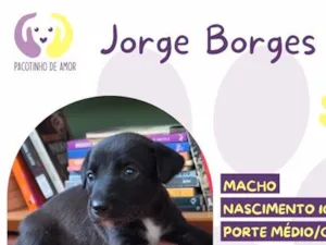 Cachorro raça SRD-ViraLata idade 2 a 6 meses nome Jorge Borges