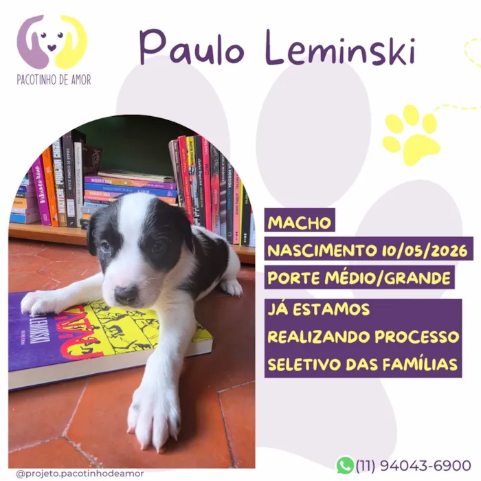 Cachorro raça SRD-ViraLata idade 2 a 6 meses nome Paulo Leminski
