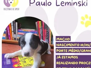 Cachorro raça SRD-ViraLata idade 2 a 6 meses nome Paulo Leminski