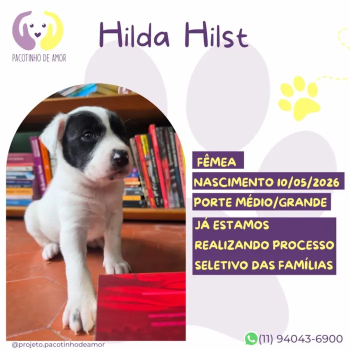 Cachorro raça SRD-ViraLata idade Abaixo de 2 meses nome Hilda Hilst