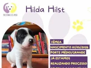 Cachorro raça SRD-ViraLata idade Abaixo de 2 meses nome Hilda Hilst