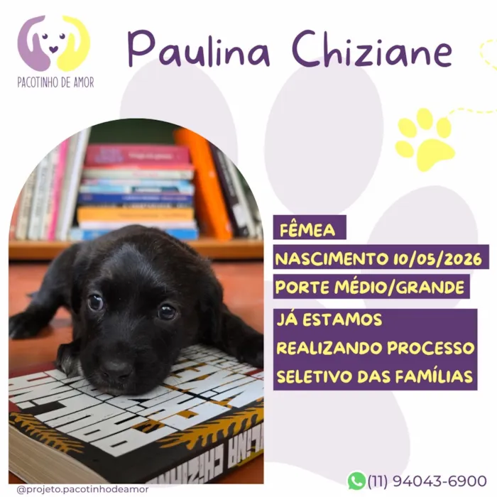Cachorro raça SRD-ViraLata idade Abaixo de 2 meses nome Paulina Chiziane