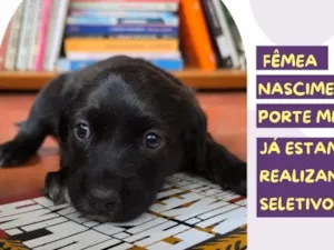 Cachorro raça SRD-ViraLata idade Abaixo de 2 meses nome Paulina Chiziane