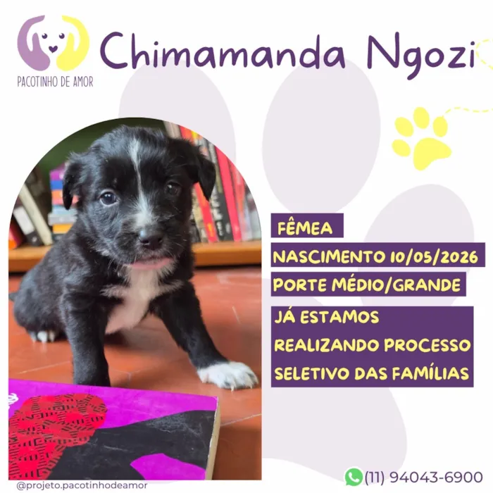 Cachorro raça SRD-ViraLata idade Abaixo de 2 meses nome Chimamanda Ngozi