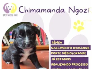 Cachorro raça SRD-ViraLata idade Abaixo de 2 meses nome Chimamanda Ngozi