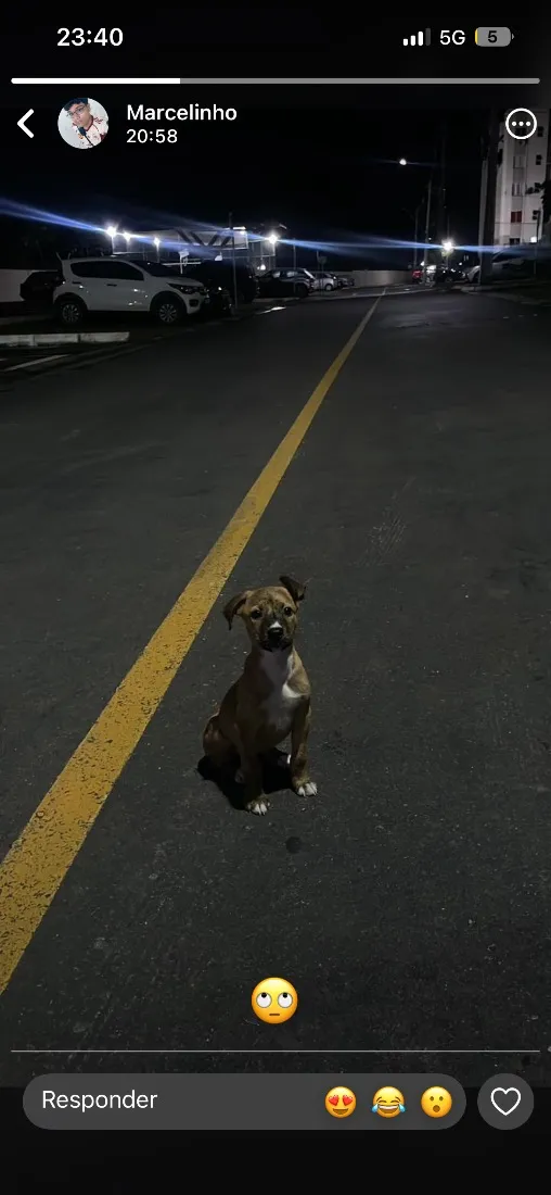 Cachorro raça SRD-ViraLata idade 1 ano nome …..