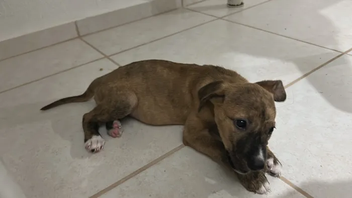 Cachorro raça SRD-ViraLata idade 1 ano nome …..