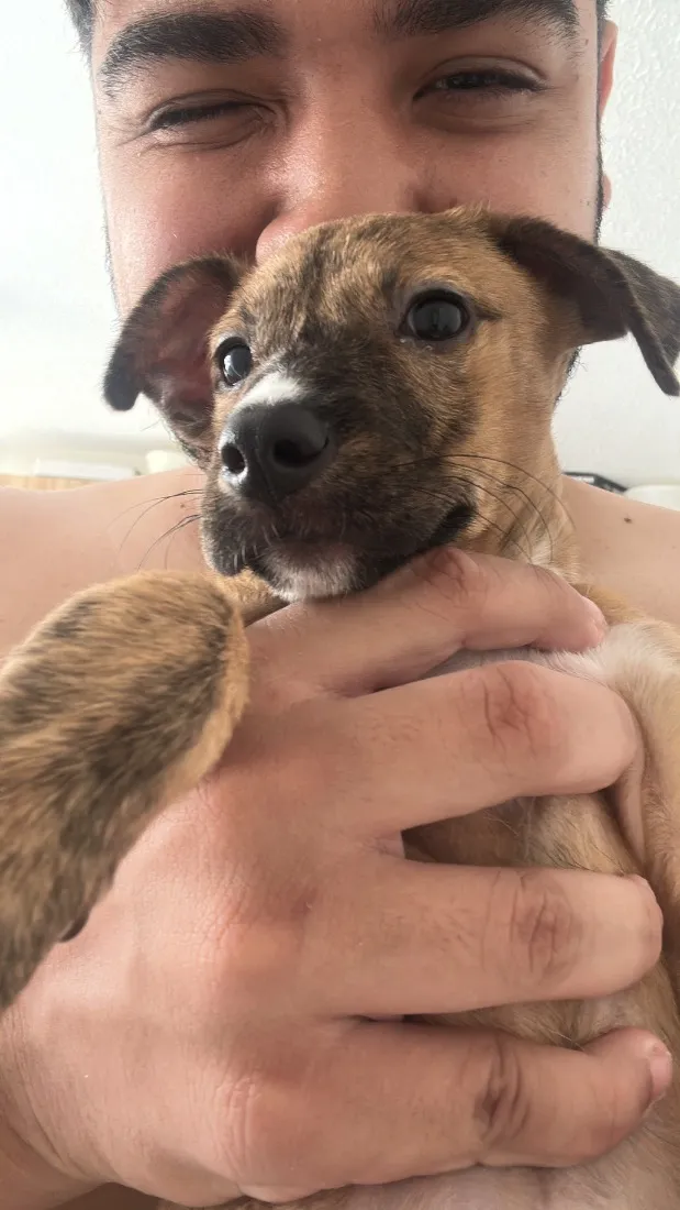 Cachorro raça SRD-ViraLata idade 1 ano nome …..