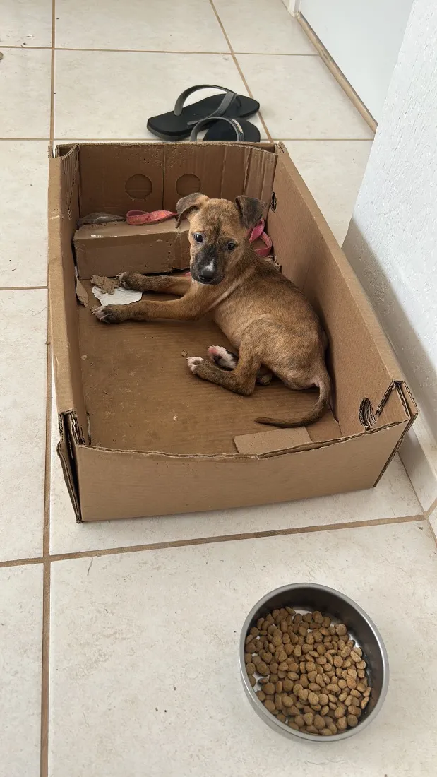 Cachorro raça SRD-ViraLata idade 1 ano nome …..