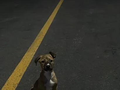 Cachorro raça SRD-ViraLata idade 1 ano nome …..