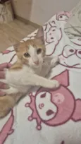 Manchinha