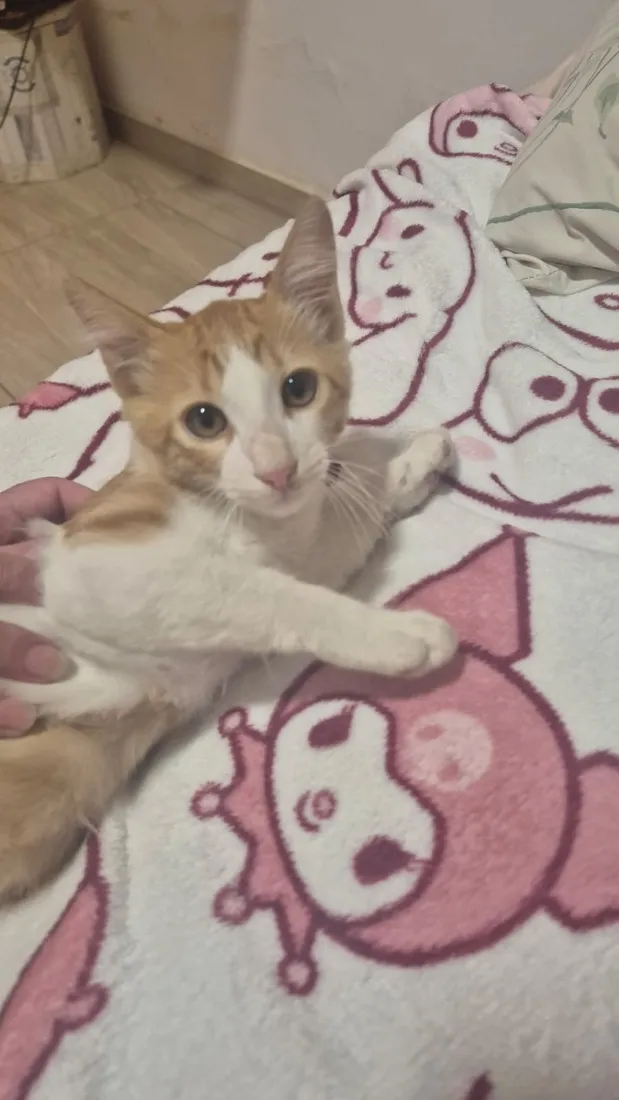 Gato raça SRD-ViraLata idade 2 a 6 meses nome Manchinha
