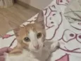 Manchinha