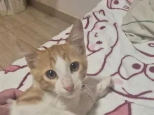 Gato raça SRD-ViraLata idade 2 a 6 meses nome Manchinha